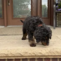 Juno, a male Goldendoodle and Bernedoodle for sale in Wolcott, IN – 4 of 6