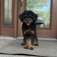 Bear, a male Goldendoodle and Bernedoodle for sale in Wolcott, IN – 5 of 7