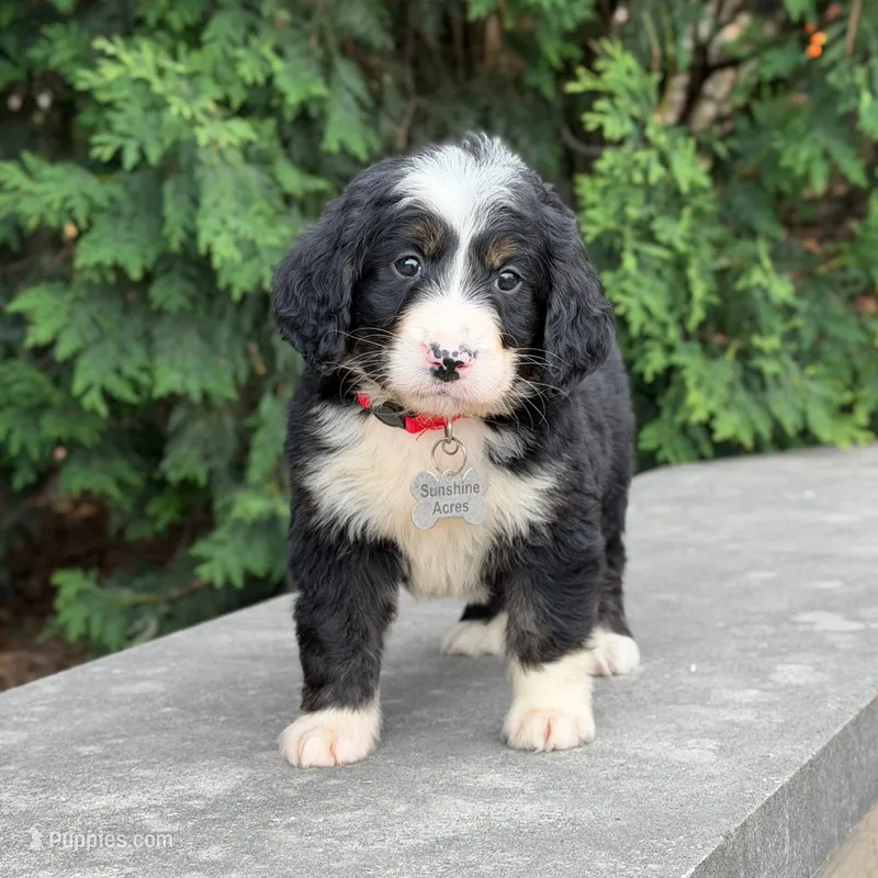 Ollie – Goldendoodle, Golden Mountain Doodle puppy for sale in Wolcott, IN