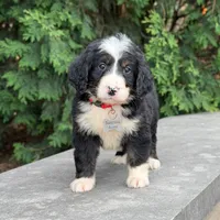 Ollie, a male Goldendoodle and Golden Mountain Doodle for sale in Wolcott, IN – 1 of 10