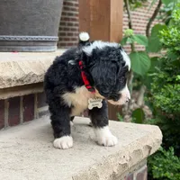 Ollie, a male Goldendoodle and Golden Mountain Doodle for sale in Wolcott, IN – 5 of 10