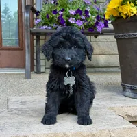 Milo, a male Goldendoodle and Golden Mountain Doodle for sale in Wolcott, IN – 6 of 7
