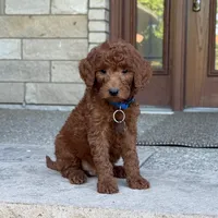 Moyen Poodle Winston, a male Poodle - Standard  for sale in Wolcott, IN – 3 of 6