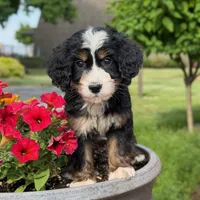 Bandit, a male Goldendoodle and Golden Mountain Doodle for sale in Wolcott, IN – 1 of 9