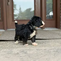 Oreo, a male Bernedoodle and Golden Mountain Doodle for sale in Wolcott, IN – 5 of 10