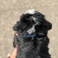 Bandit, a male Goldendoodle and Golden Mountain Doodle for sale in Wolcott, IN – 7 of 9