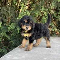 Daisy, a female Bernedoodle and Golden Mountain Doodle for sale in Wolcott, IN – 4 of 10
