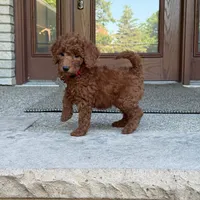 Winston, a male Poodle - Miniature  and Poodle - Standard  for sale in Wolcott, IN – 6 of 6