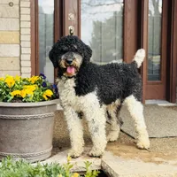 Oreo, a male Bernedoodle and Golden Mountain Doodle for sale in Wolcott, IN – 10 of 10