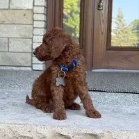 Moyen Poodle Winston, a male Poodle - Standard  for sale in Wolcott, IN – 2 of 6