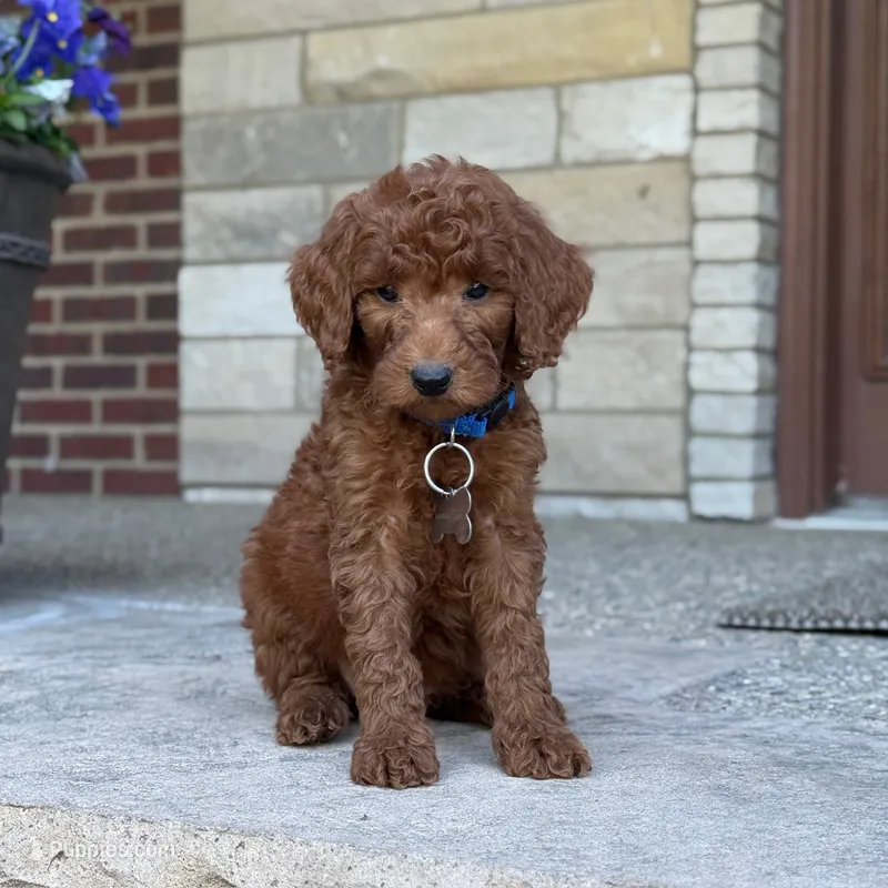 Moyen Poodle Winston – Poodle - Standard  puppy for sale in Wolcott, IN