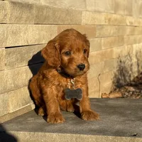 Teddy - Irish Goldendoodle, a male Goldendoodle for sale in Wolcott, IN – Photo 4 of 10
