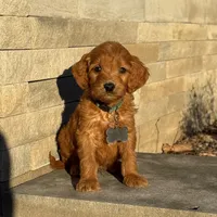 Teddy - Irish Goldendoodle, a male Goldendoodle for sale in Wolcott, IN – Photo 7 of 10