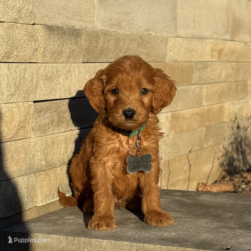 Teddy - Irish Goldendoodle