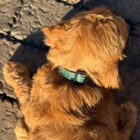 Teddy - Irish Goldendoodle, a male Goldendoodle for sale in Wolcott, IN – Photo 8 of 10