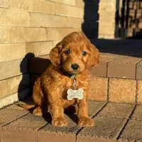 Teddy - Irish Goldendoodle, a male Goldendoodle for sale in Wolcott, IN – Photo 3 of 10