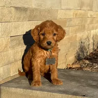 Teddy - Irish Goldendoodle, a male Goldendoodle for sale in Wolcott, IN – Photo 9 of 10
