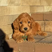 Teddy - Irish Goldendoodle, a male Goldendoodle for sale in Wolcott, IN – Photo 6 of 10