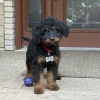 Bear, a male Goldendoodle and Bernedoodle for sale in Wolcott, IN – 5 of 8