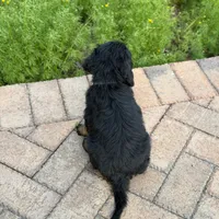 Jasper, a male Goldendoodle and Golden Mountain Doodle for sale in Wolcott, IN – 4 of 9