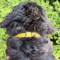 Daisy, a female Bernedoodle and Golden Mountain Doodle for sale in Wolcott, IN – 7 of 10