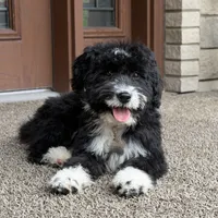 Willow, a female Goldendoodle and Bernedoodle for sale in Wolcott, IN – 2 of 5