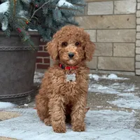 Bently - Moyen Poodle, a male Poodle - Standard  for sale in Wolcott, IN – Photo 4 of 6