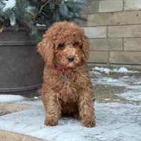 Bently - Moyen Poodle, a male Poodle - Standard  for sale in Wolcott, IN – Photo 2 of 6