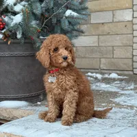 Bently - Moyen Poodle, a male Poodle - Standard  for sale in Wolcott, IN – Photo 3 of 6