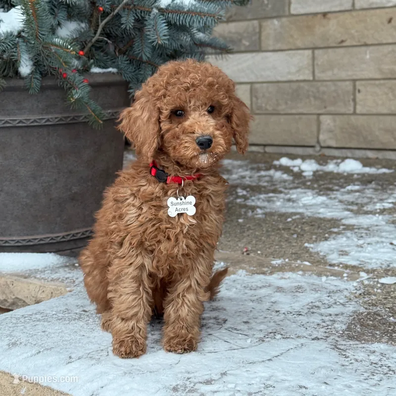 Bently - Moyen Poodle