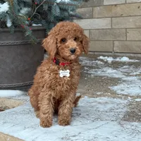 Bently - Moyen Poodle, a male Poodle - Standard  for sale in Wolcott, IN – Photo 1 of 6