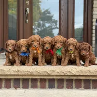 Bently - Moyen Poodle, a male Poodle - Standard  for sale in Wolcott, IN – Photo 5 of 6