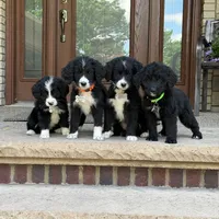 Milo, a male Goldendoodle and Golden Mountain Doodle for sale in Wolcott, IN – 5 of 7