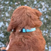 Gus - Medium Size, a male Goldendoodle for sale in Wolcott, IN – Photo 8 of 10