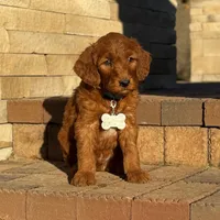 Gus - Medium Size, a male Goldendoodle for sale in Wolcott, IN – Photo 3 of 10