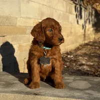 Gus - Medium Size, a male Goldendoodle for sale in Wolcott, IN – Photo 5 of 10