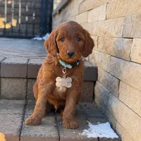 Gus - Medium Size, a male Goldendoodle for sale in Wolcott, IN – Photo 7 of 10
