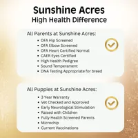 Gus - Medium Size, a male Goldendoodle for sale in Wolcott, IN – Photo 9 of 10