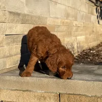 Gus - Medium Size, a male Goldendoodle for sale in Wolcott, IN – Photo 6 of 10