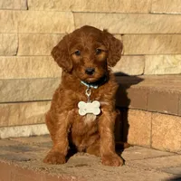 Gus - Medium Size, a male Goldendoodle for sale in Wolcott, IN – Photo 1 of 10