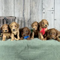 Gus - Medium Size, a male Goldendoodle for sale in Wolcott, IN – Photo 2 of 10