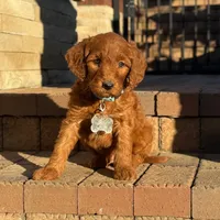 Gus - Medium Size, a male Goldendoodle for sale in Wolcott, IN – Photo 4 of 10