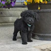 Sadie, a female Goldendoodle and Golden Mountain Doodle for sale in Wolcott, IN – 2 of 6