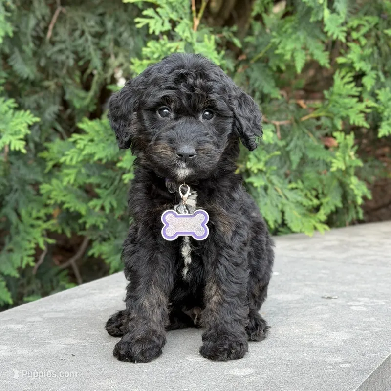 Leo – Goldendoodle, Golden Mountain Doodle puppy for sale in Wolcott, IN