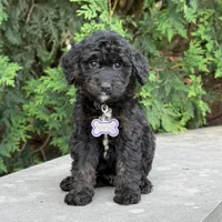 Leo, a male Goldendoodle and Golden Mountain Doodle for sale in Wolcott, IN – 1 of 10