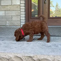 Winston, a male Poodle - Miniature  and Poodle - Standard  for sale in Wolcott, IN – 4 of 6