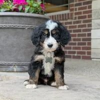 Bandit, a male Goldendoodle and Golden Mountain Doodle for sale in Wolcott, IN – 2 of 9