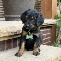 Jasper, a male Goldendoodle and Golden Mountain Doodle for sale in Wolcott, IN – 2 of 9