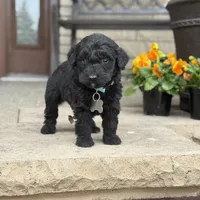 Murphy, a male Bernedoodle and Golden Mountain Doodle for sale in Wolcott, IN – Photo 5 of 6