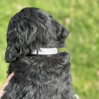 Teddy, a male Bernedoodle and Golden Mountain Doodle for sale in Wolcott, IN – Photo 4 of 7